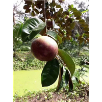 云南牛奶果苗基地 