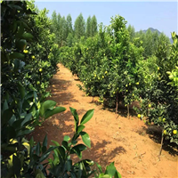 灵山红江橙苗基地 