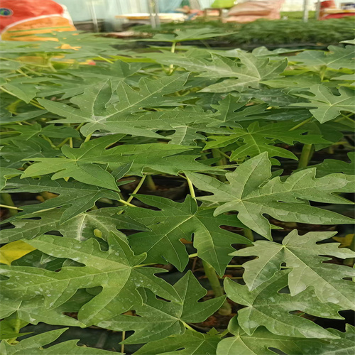广西灵山果苗批发