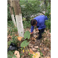 南宁小区白蚁防治收费标准