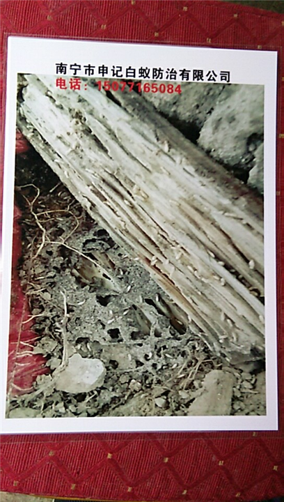 南宁白蚁防治#南宁申记白蚁防治