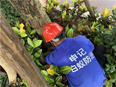 白蚁诱杀箱|南宁白蚁防治公司