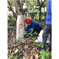 南宁白蚁防治
