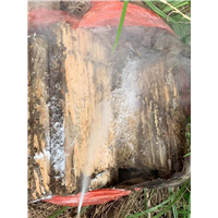 南宁白蚁防治|南宁有害生物治理 