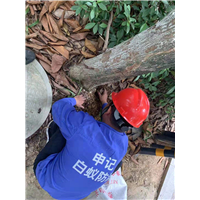 南宁白蚁防治效果