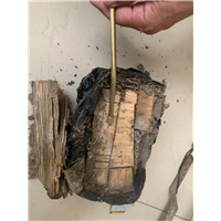 南宁白蚁防治误区