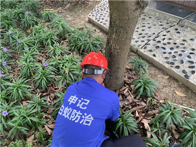 白蚁诱杀箱|南宁专业白蚁防治