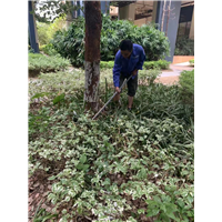 南宁小区白蚁防治公司