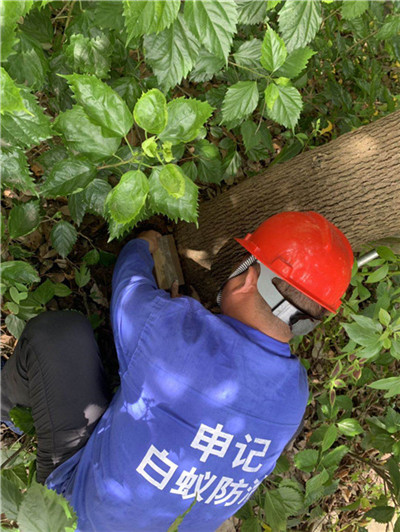 南宁白蚁诱杀箱