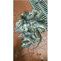 南宁灭鼠杀虫
