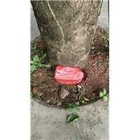 白蚁诱杀箱-南宁除白蚁