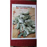 南宁灭老鼠-南宁申记白蚁防治