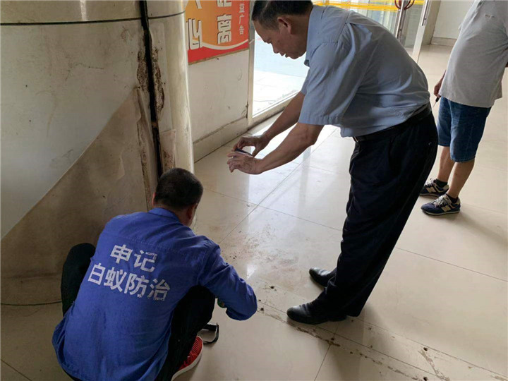 南宁白蚁防治办法