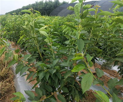 兰丁2号根系 