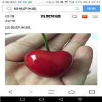 陕西樱桃苗_陕西大樱桃苗_樱桃树苗