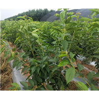 兰丁2号根系 