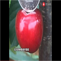 樱桃苗价格-陕西樱桃苗繁育基地