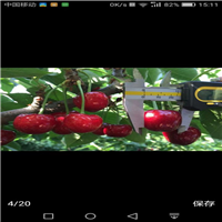 樱桃苗在夏季管理需注意的要点