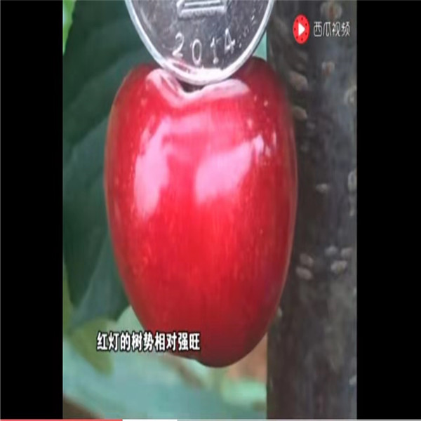 樱桃苗价格-陕西樱桃苗繁育基地