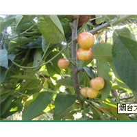 陕西大樱桃苗木 
