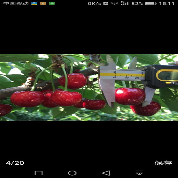 樱桃苗在夏季管理需注意的要点