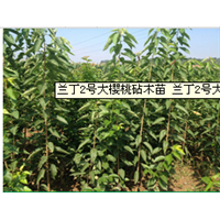陕西大樱桃苗 