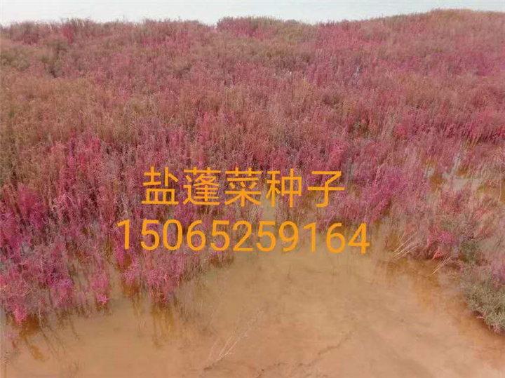盐蓬菜种子、山东柽柳基地 