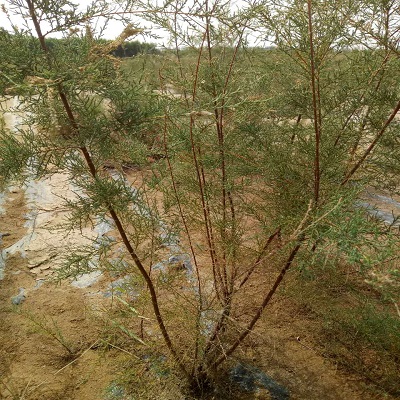 盐松、山东柽柳基地 