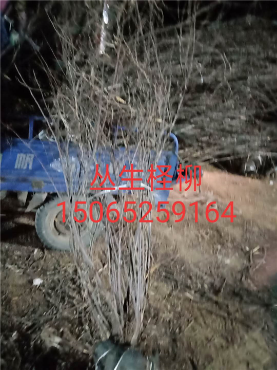 大量供应丛生柽柳小苗 