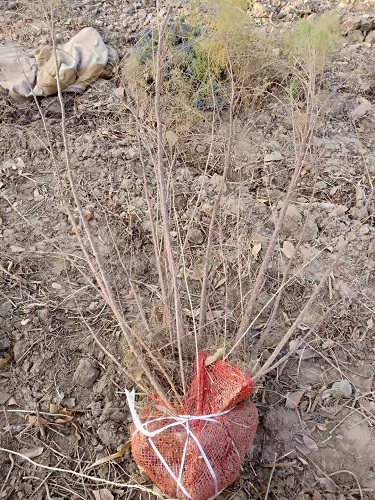 柽柳柽柳批发山东柽柳基地 