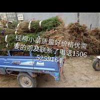 50-70公分柽柳小苗 