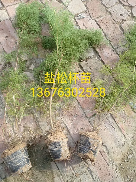 盐松杯苗|盐松基地 