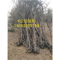 4公分盐松 