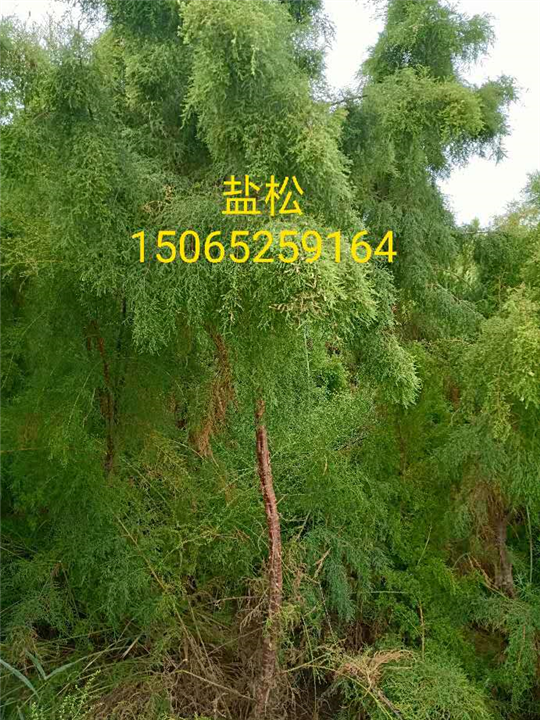 盐松、山东柽柳基地 