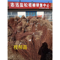 山东柽柳基地 