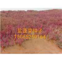盐蓬菜种子、山东柽柳基地 