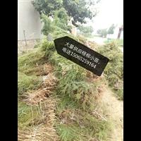 大量供应柽柳小苗 