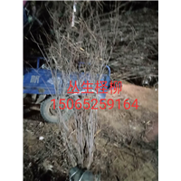 大量供应丛生柽柳小苗 