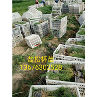 盐松杯苗、山东柽柳基地 