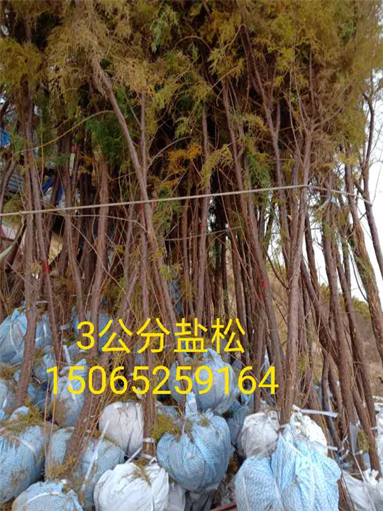 3公分盐松 