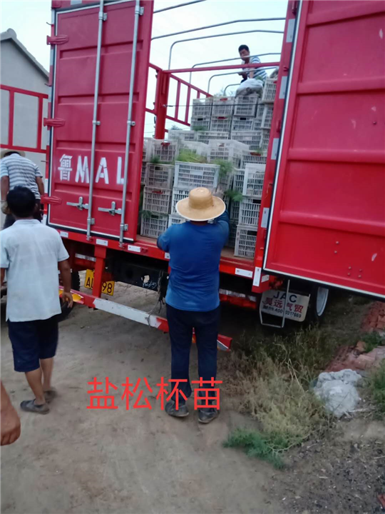 盐松杯苗、山东柽柳基地 
