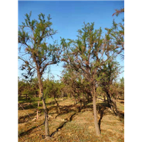山东柽柳多分枝柽柳柽柳基地 