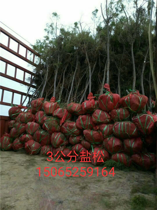 3公分盐松、山东柽柳基地 