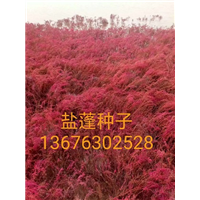 盐蓬菜种子大量上 