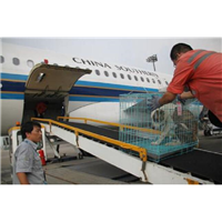 徐州空运狗