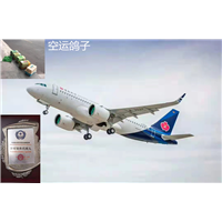徐州空运鸽子