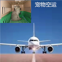 徐州猫猫怎么空运