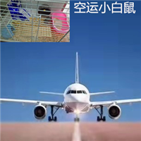 徐州小白鼠航空托运