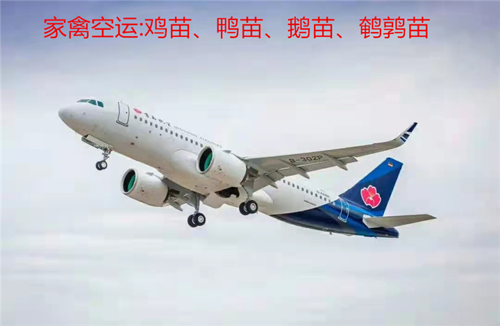 徐州家禽空运