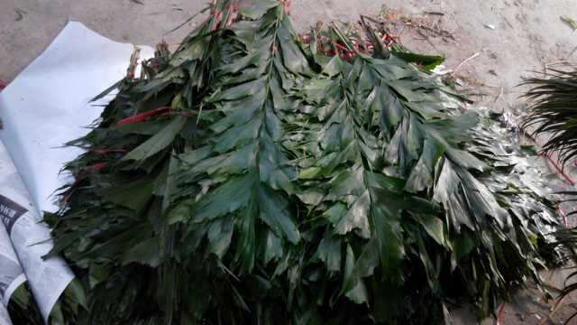 广州叶材批发、广州鲜花批发市场在哪里 